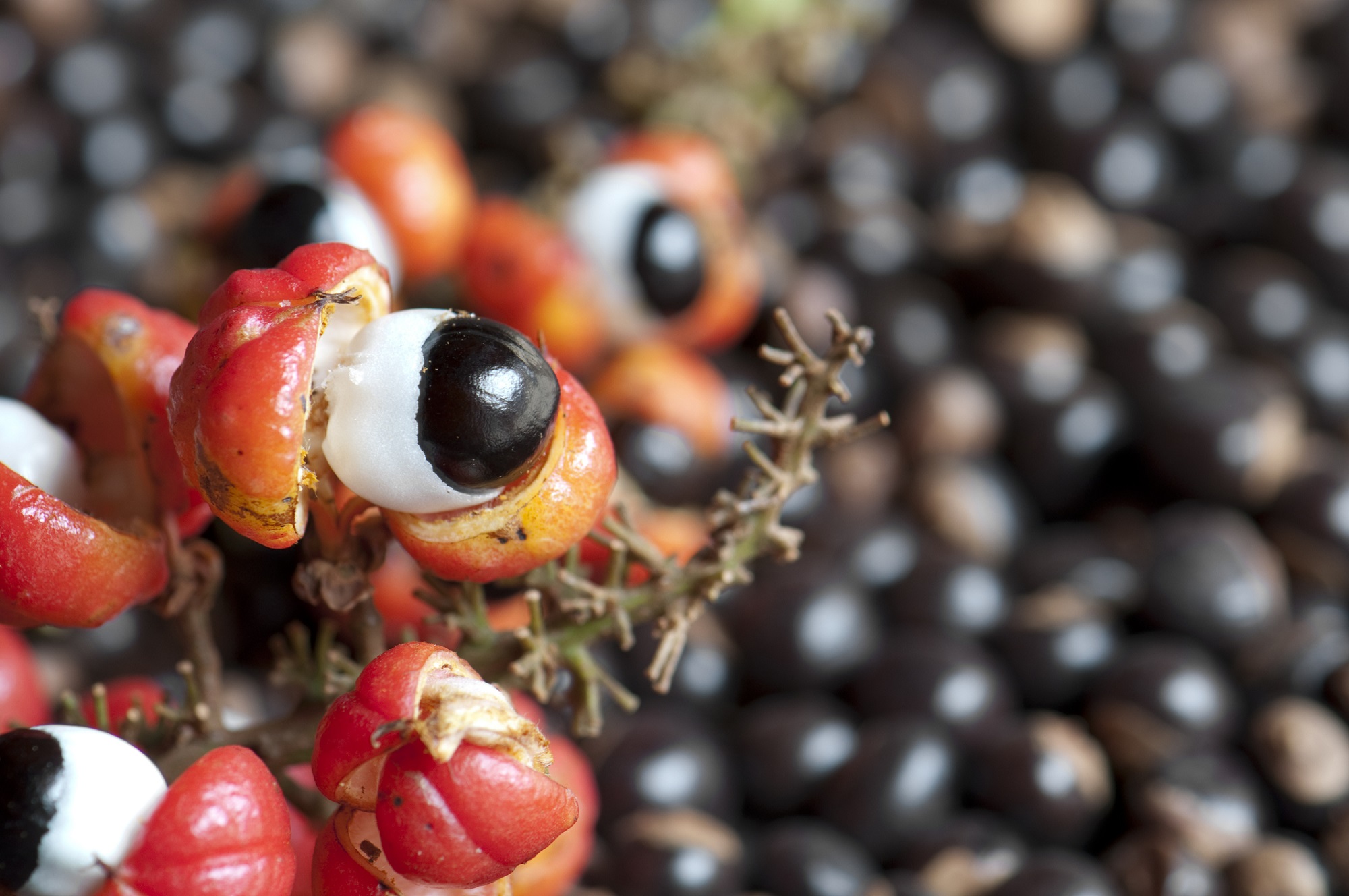 Guarana for promoting healthy skin
